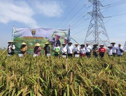 Partisipasi Bupati Cellia bersama Kasad Jenderal Dudung Abdurrahman dalam Kegiatan Panen Raya Padi di Rengasdengklok