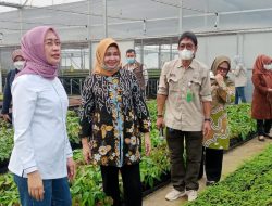 Dikelola Secara Modern, Persemaian Rumpin Bogor Libatkan Masyarakat Setempat Sebagai Tenaga Kerja