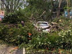 Sejumlah Pohon Tumbang Akibat Hujan Disertai Angin di Cicendo Bandung