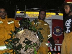 Tawon Vespa Serang Warga di Kota Cimahi