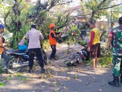 Pohon Tumbang di Cikole Sukabumi, 4 Orang Jadi Korban