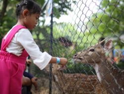Layangkan Surat Teguran 3, Pemkot Bandung Berupaya Amakan Aset Lahan Kebun Binatang