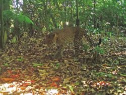 Macan Tutul Terekam Kamera Pengintai di Pegunungan Sanggabuana Purwakarta