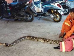 Warga Gandawijaya Cimahi di Kagetkan Dengan Seekor Ular Besar yang Melilit Pohon