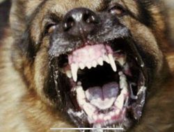 Pemprov Jabar Lakukan Berbagai Antisipasi Cegah Kasus Rabies