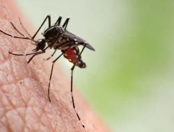 123 Kasus DBD di Cimahi 2 Orang Meninggal Dunia, Warga di Himbau Lebih Waspada