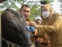 Cegah Penyebaran Antraks, Pemkab Purwakarta Tutup Sejumlah Pasar Hewan