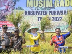Panen Raya Purwakarta Sukses, Purwakarta Surplus Pangan Di Jawa Barat