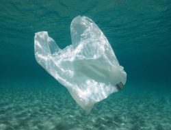 Hari Bebas Kantong Plastik Sedunia