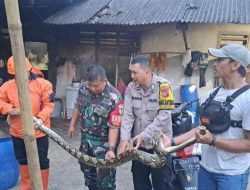 Seorang Warga Sukabumi Dikagetkan Oleh Seekor Ular Sanca Besar di Sumur