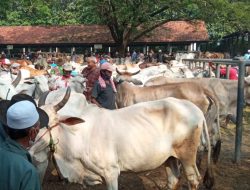 Bupati Kaji Ulang Pembukaan Kembali Pasar Hewan Ternak