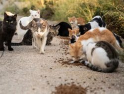 Belasan Kucing Mati Misterius di Ciamis