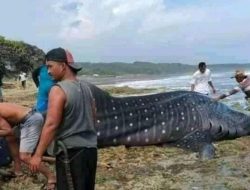 Penemuan Hiu Tutul Terdampar di Pesisir Pantai Ciraragan Kabupaten Cianjur