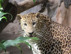 Pemburu Madu di Cisolok Merasa Terancam, Serang Macan Tutul Hingga Tewas
