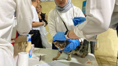 Vaksin Rabies Gratis untuk Kucing, Anjing, Musang, dan Monyet di Kota Bandung