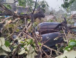 Pohon Besar Timpa Mobil Akibat Hujan Lebat Disertai Angin Kencang