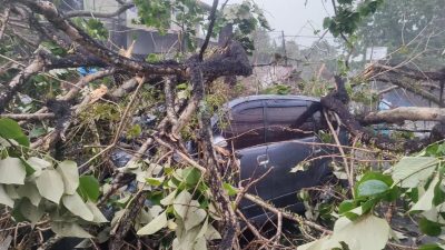 Pohon Besar Timpa Mobil Akibat Hujan Lebat Disertai Angin Kencang