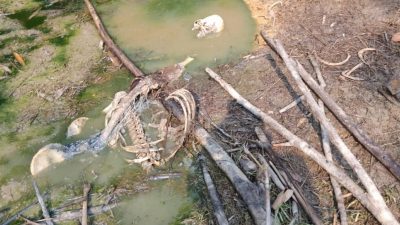 Penemuan Kerangka Manusia di Desa Curug Kabupaten Bogor
