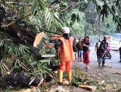 Pohon Teureup Tumbang di Jalan Cadas Pangeran, Tim Evakuasi BPBD Segera Bertindak