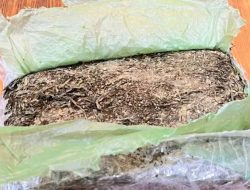 Satuan Reserse Narkoba Polres Cimahi Tapkap 2 Pemuda Pengedar Ganja