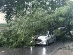 Pohon Tumbang Timpa Mobil di Cipatat Bandung Barat