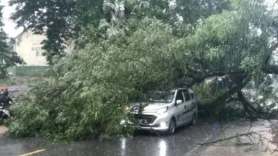 Pohon Tumbang Timpa Mobil di Cipatat Bandung Barat