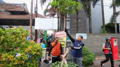 Jaga Penghijauan Kota, Pemkot Bandung Rawat Pohon Pule di Jalan Sudirman