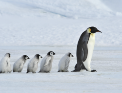 Penguin Kaisar Terancam Punah, Populasi Turun Dua Kali Lipat dari Perkiraan