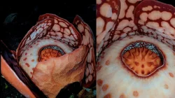 Ilmuwan Oxford Temukan Rafflesia Hasseltii Super Langka di Sumatera Barat Setelah Pencarian 13 Tahun