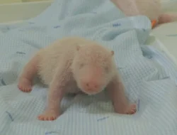 Bayi Panda Raksasa Lahir di Taman Safari, Rio Jadi Sorotan Dunia