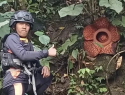 Rafflesia Arnoldii Mekar di Tengah Operasi Pencarian Korban Banjir Batang Anai