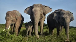 Taman Nasional Way Kambas Ditutup Sementara Imbas Konflik Gajah Liar