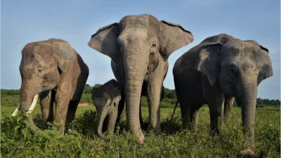 Taman Nasional Way Kambas Ditutup Sementara Imbas Konflik Gajah Liar