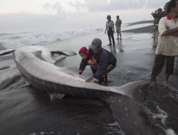 Hiu Tutul Raksasa Terdampar di Pantai Cilacap, Sempat Diselamatkan Warga